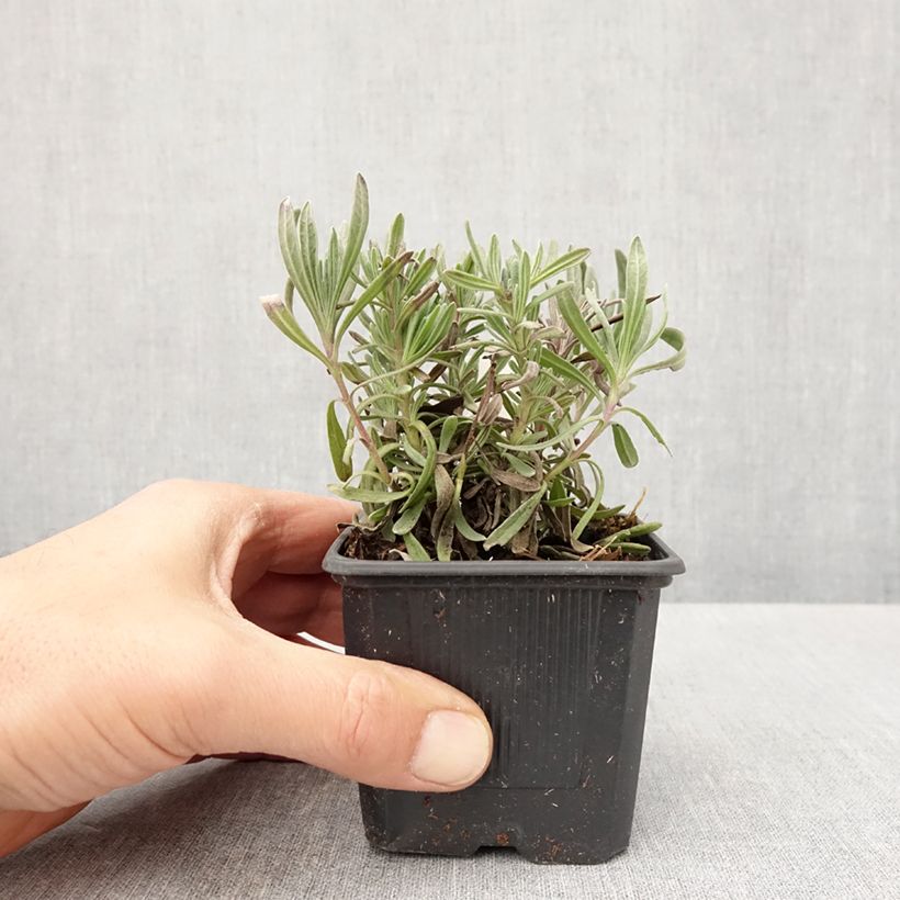 Exemplar von Lavandula intermedia Sensational! - Provence-Lavendel Kleine Töpfe von 8/9 cm wie im Frühjahr geliefert