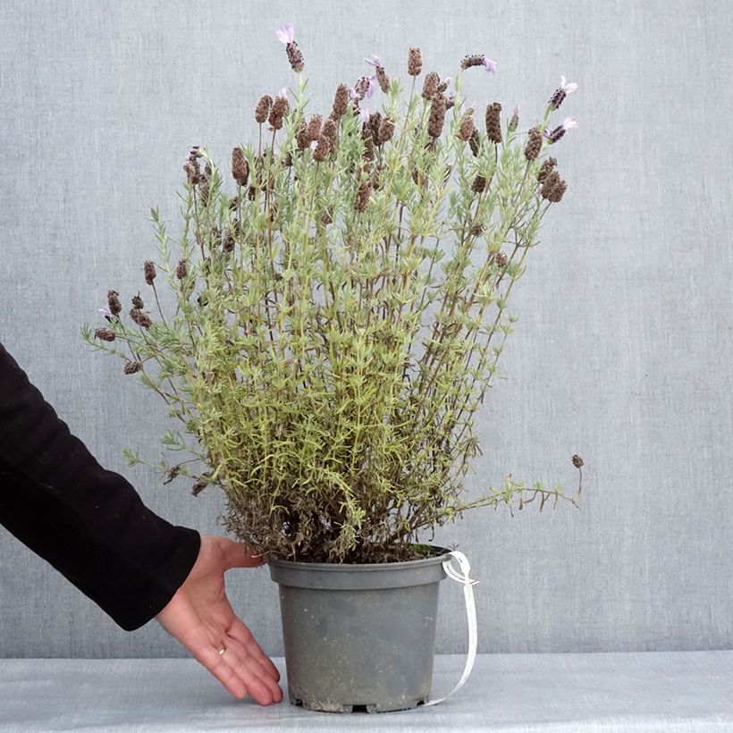 Exemplar von Lavandula stoechas Madrid Purple - Schopf-Lavendel Topf mit 3L/4L wie im Winter geliefert