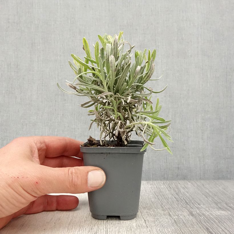 Exemplar von Lavandula intermedia Platinum Blonde - Provence-Lavendel Kleine Töpfe von 8/9 cm wie im Frühjahr geliefert