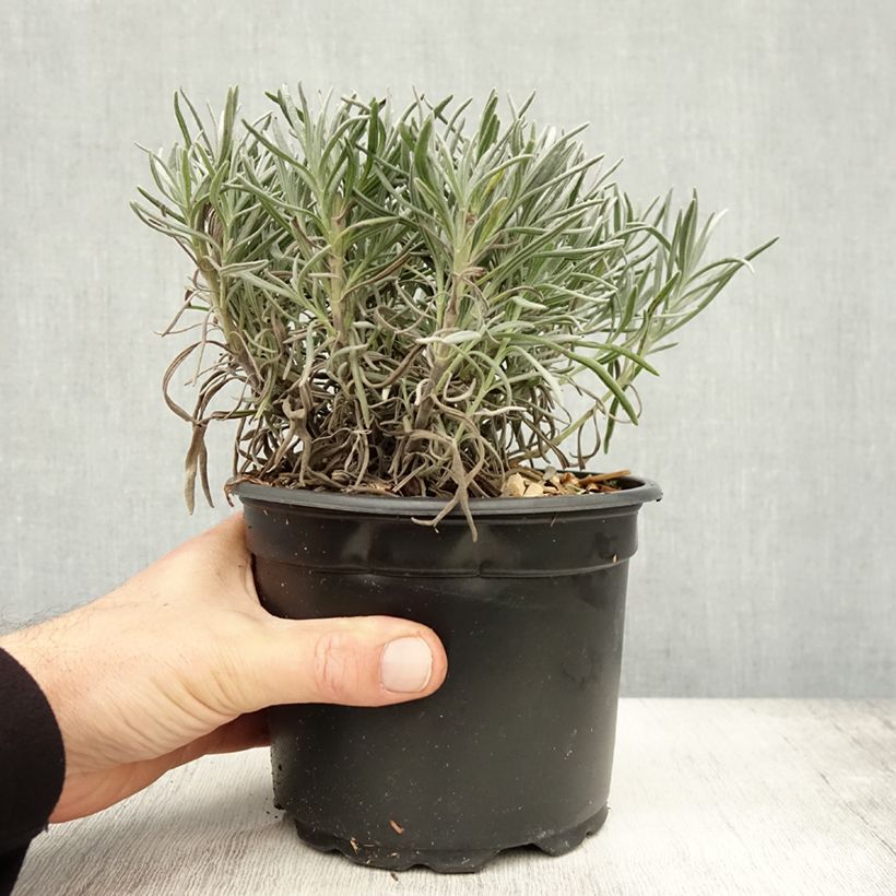 Exemplar von Lavandula angustifolia Alba - Echter Lavendel Topf mit 2L/3L wie im Herbst geliefert
