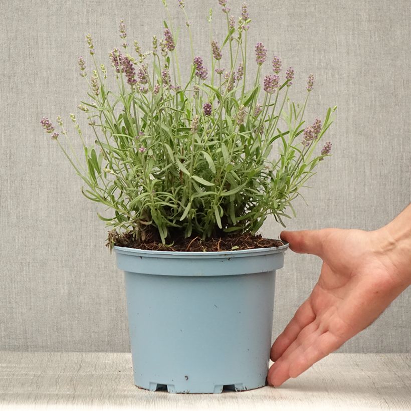 Exemplar von Lavandula angustifolia Hidcote - Echter Lavendel Topf mit 3L/4L wie im Sommer geliefert