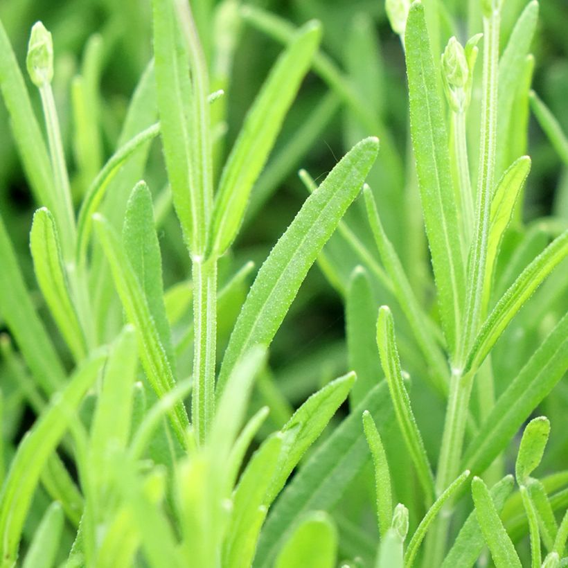 Lavandula angustifolia Middachten - Echter Lavendel (Laub)