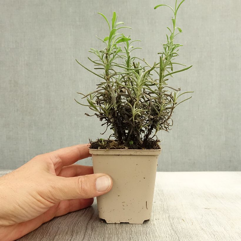 Exemplar von Lavandula angustifolia Siesta - Echter Lavendel Kleine Töpfe von 8/9 cm wie im Herbst geliefert