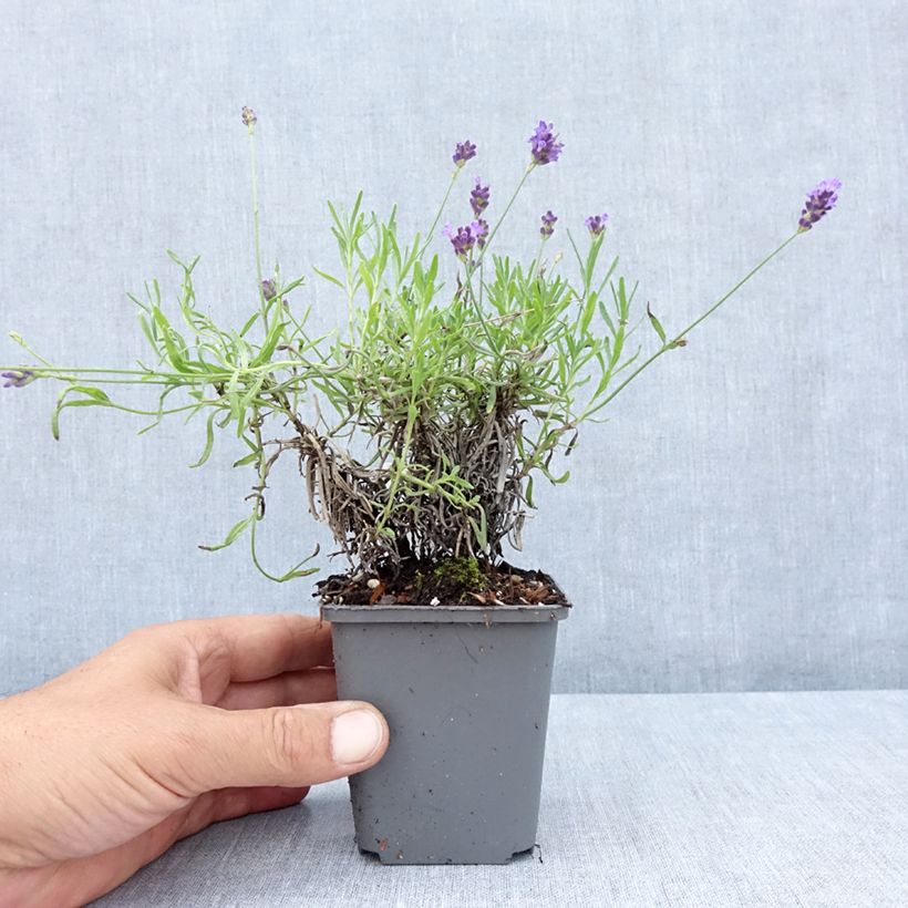 Exemplar von Lavandula angustifolia Twickel Purple - Echter Lavendel Kleine Töpfe von 8/9 cm wie im Sommer geliefert