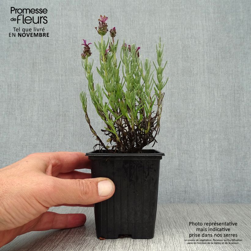 Exemplar von Lavandula stoechas Magical Posy Pink - Schopf-Lavendel Kleine Töpfe von 8/9 cm wie im Herbst geliefert