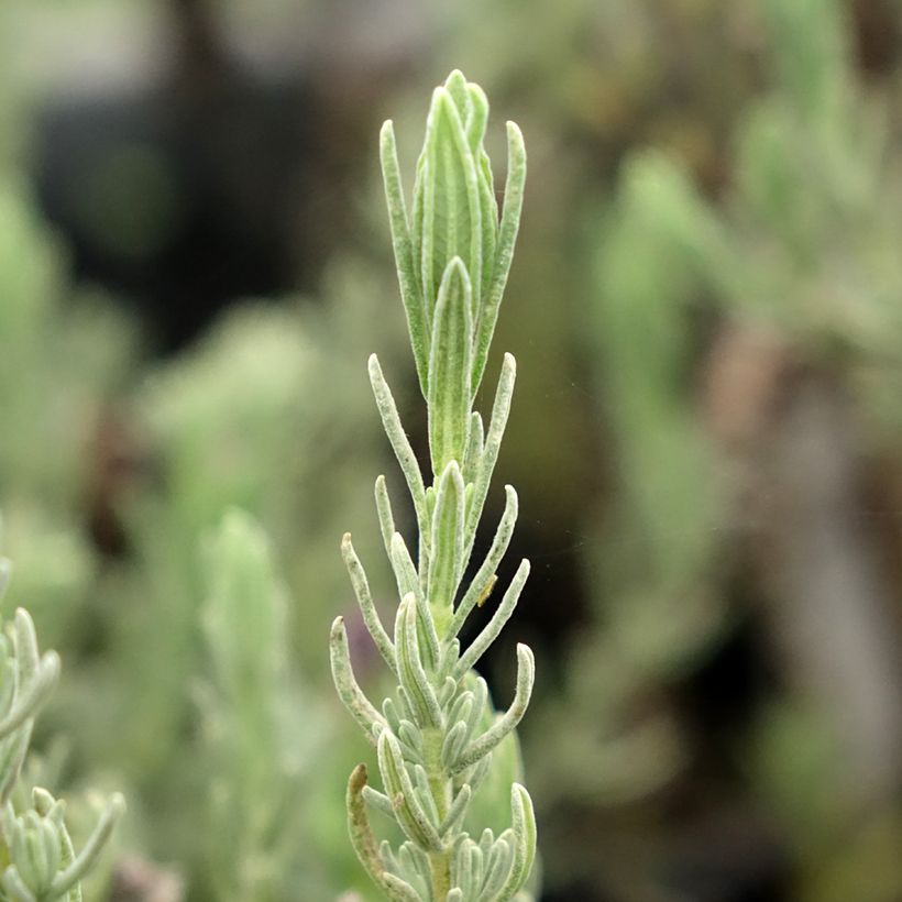 Lavandula stoechas Magical Posy Purple - Schopf-Lavendel (Laub)
