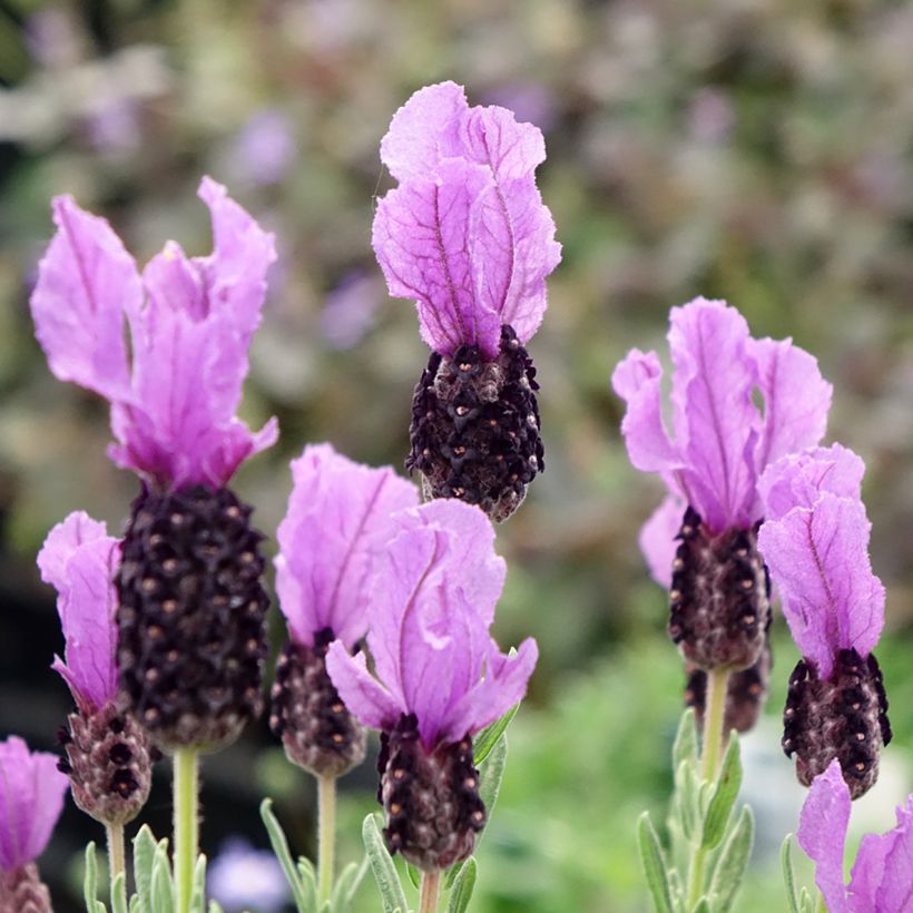 Lavandula stoechas Magical Posy Purple - Schopf-Lavendel (Blüte)