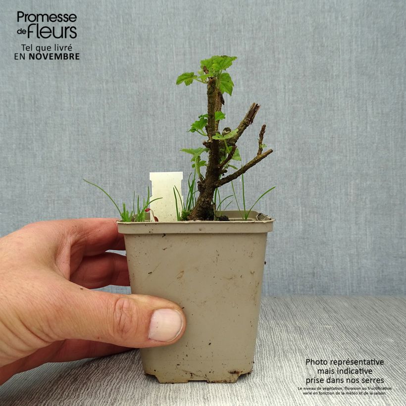 Exemplar von Lavatera maritima Bicolor - Mittelmeer-Strauchmalve Kleine Töpfe von 8/9 cm wie im Herbst geliefert