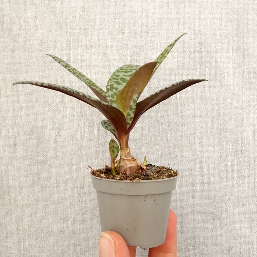 Exemplar von Ledebouria socialis Mini-plante wie im Frühjahr geliefert