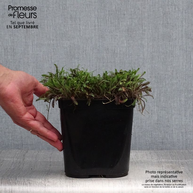 Exemplar von Leptinella squalida Platt's Black - Fiederpolster Topf mit 3L/4L wie im Herbst geliefert