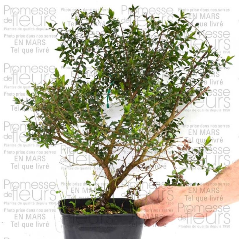 Beispiel eines Exemplars von Leptospermum Karo Pearl Star - Steinsame Topf mit 2L/3LGelieferte Höhe ca. 40/50cm wie geliefert