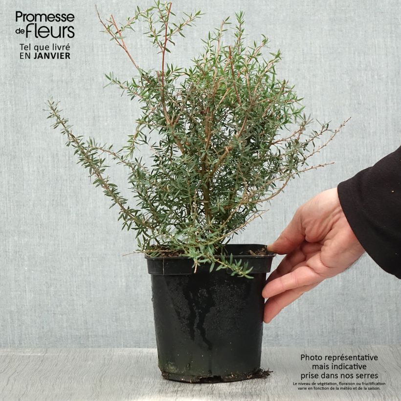 Exemplar von Leptospermum scoparium Apple blossom - Steinsame Topf mit 2L/3L wie im Winter geliefert