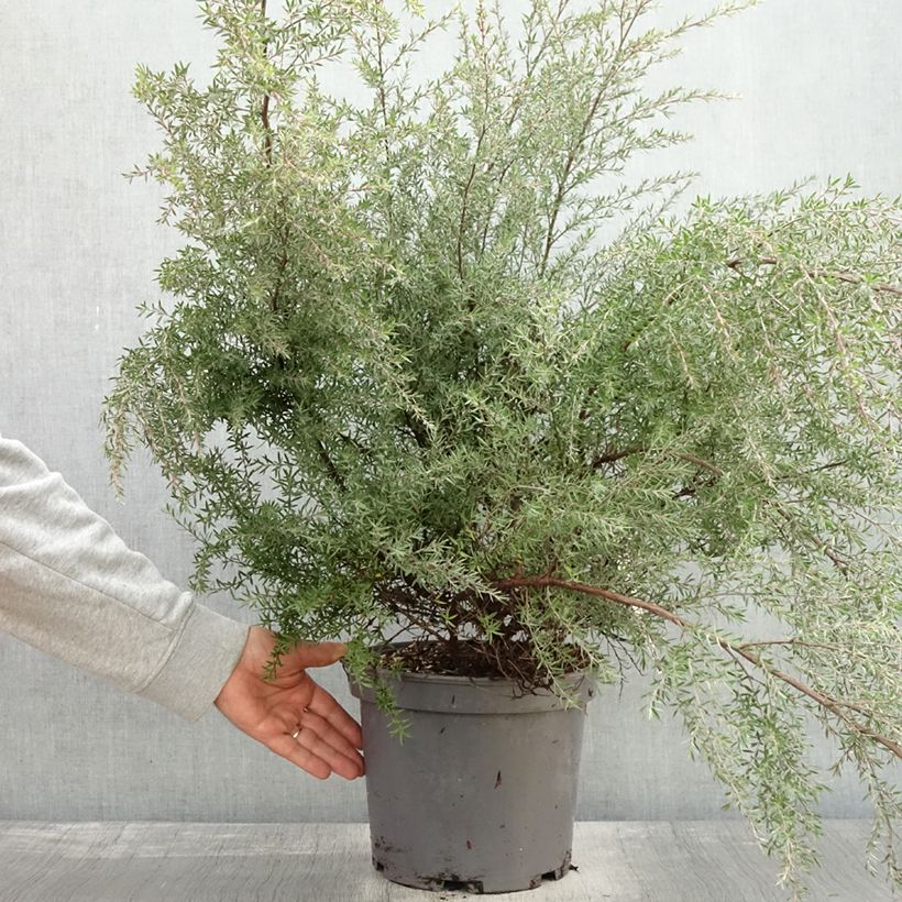 Exemplar von Leptospermum scoparium Martini - Steinsame Topf mit 7,5L/10L wie im Herbst geliefert