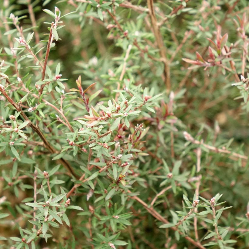 Leptospermum scoparium Nanum Kiwi - Steinsame (Laub)