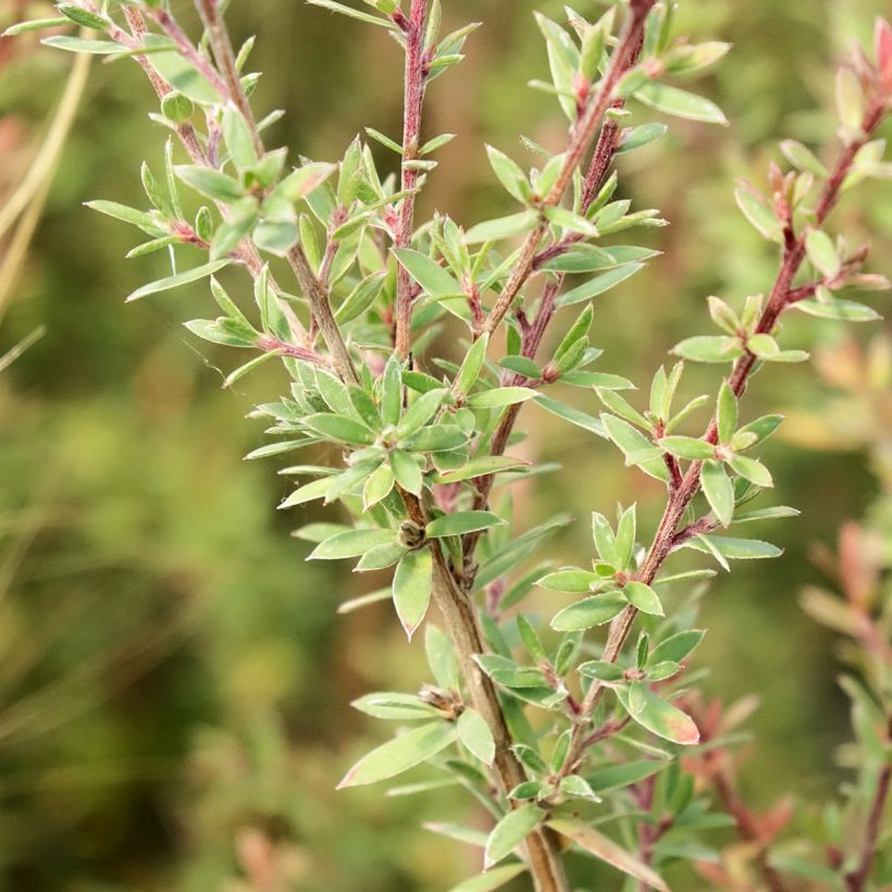 Leptospermum scoparium Snow Flurry - Steinsame (Laub)