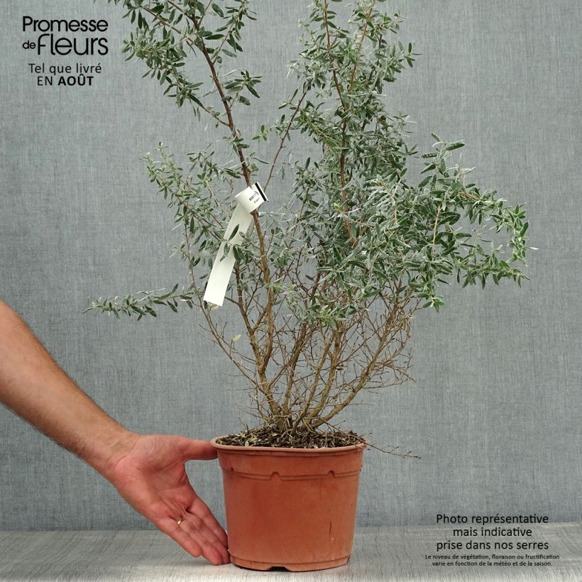 Exemplar von Leptospermum lanigerum Silver Sheen - Steinsame Topf mit 2L/3L wie im Sommer geliefert