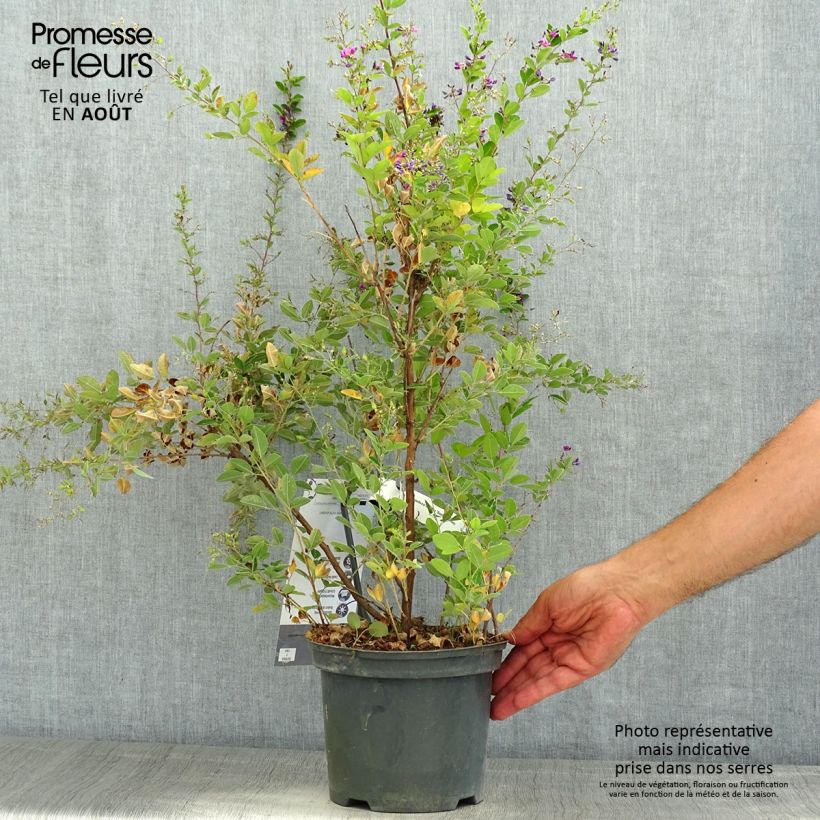 Exemplar von Lespedeza bicolor Summer Beauty - Buschklee Topf mit 3L/4L wie im Sommer geliefert