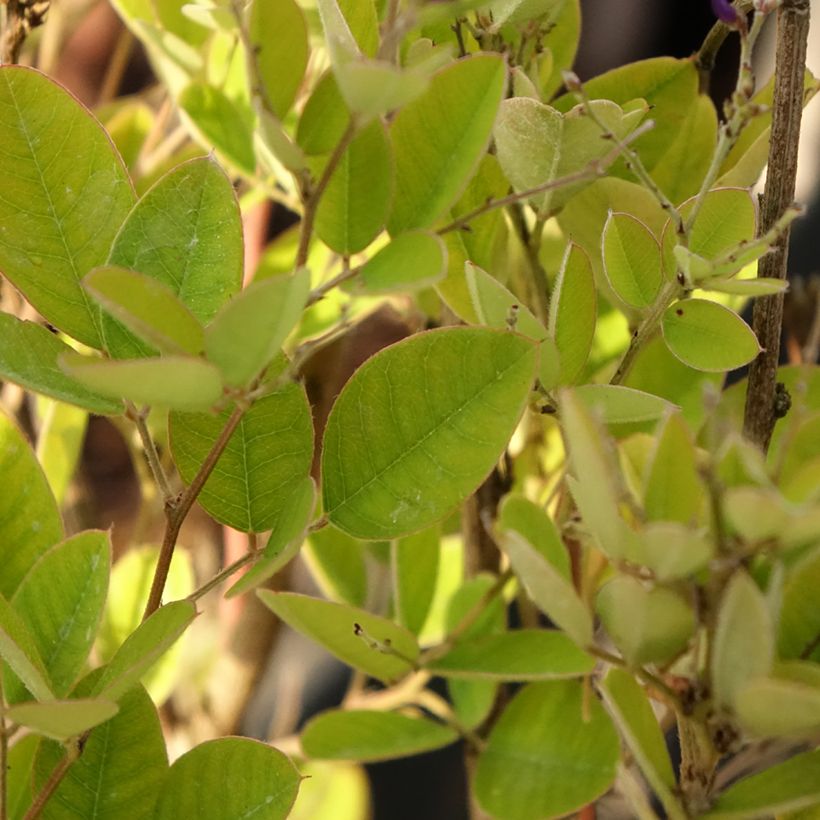 Lespedeza bicolor Summer Beauty - Buschklee (Laub)