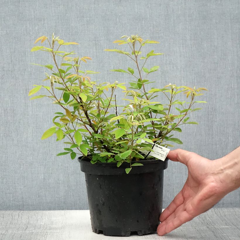 Exemplar von Lespedeza liukiuensis Little Volcano - Buschklee Topf mit 3L/4L wie im Sommer geliefert