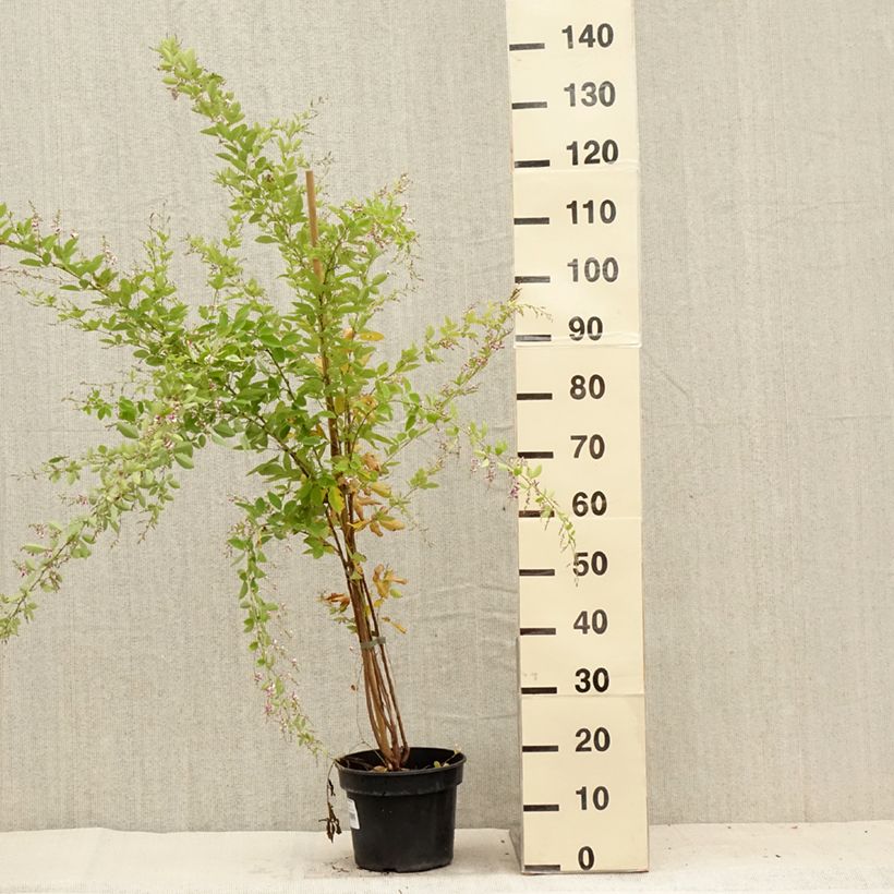 Exemplar von Lespedeza thunbergii Edo-Shibori - Thunbergs Buschklee Topf mit 3L/4L wie im Sommer geliefert