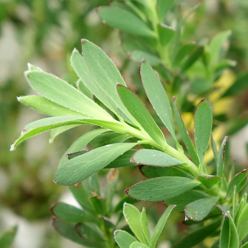 Leucadendron salignum Devil's Blush (Laub)