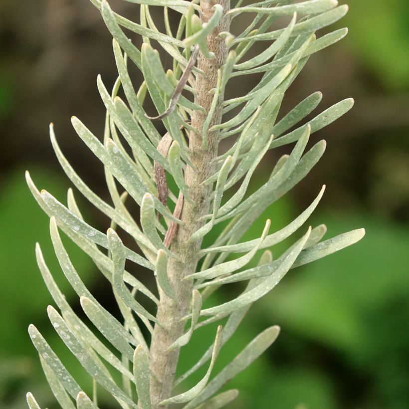 Leucadendron galpinii Carlin (Laub)