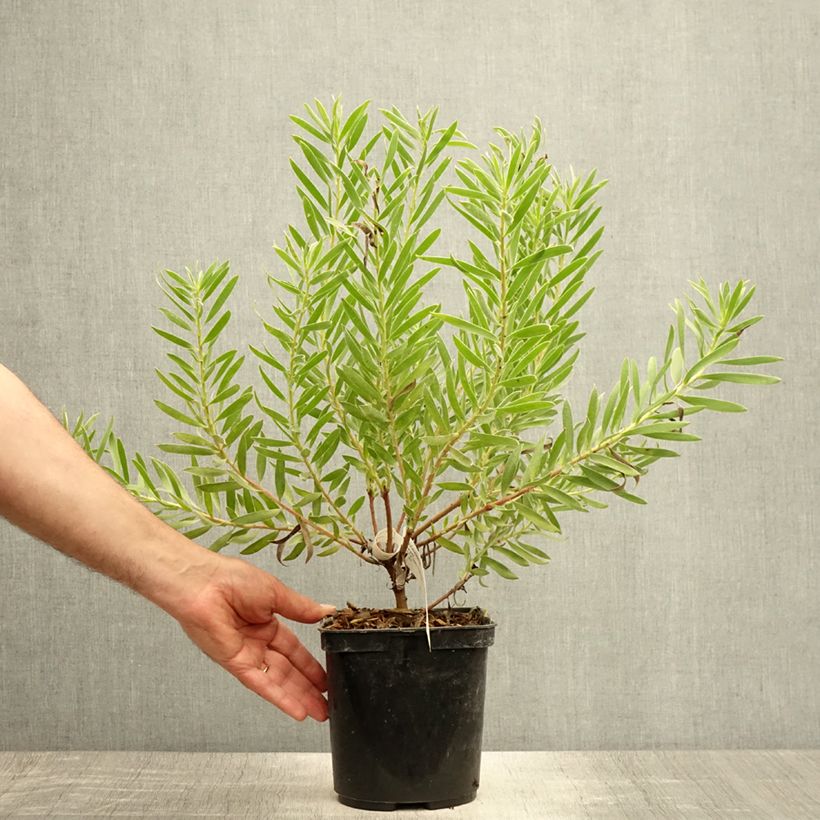 Exemplar von Leucadendron Inca Gold Topf mit 3L/4L wie im Sommer geliefert