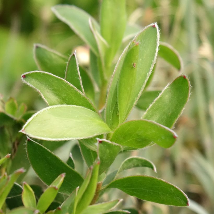 Leucadendron Safari Goldstrike (Laub)
