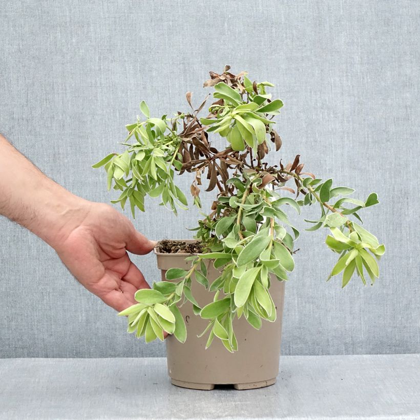 Exemplar von Leucadendron Safari Goldstrike Topf mit 3L/4L wie im Sommer geliefert