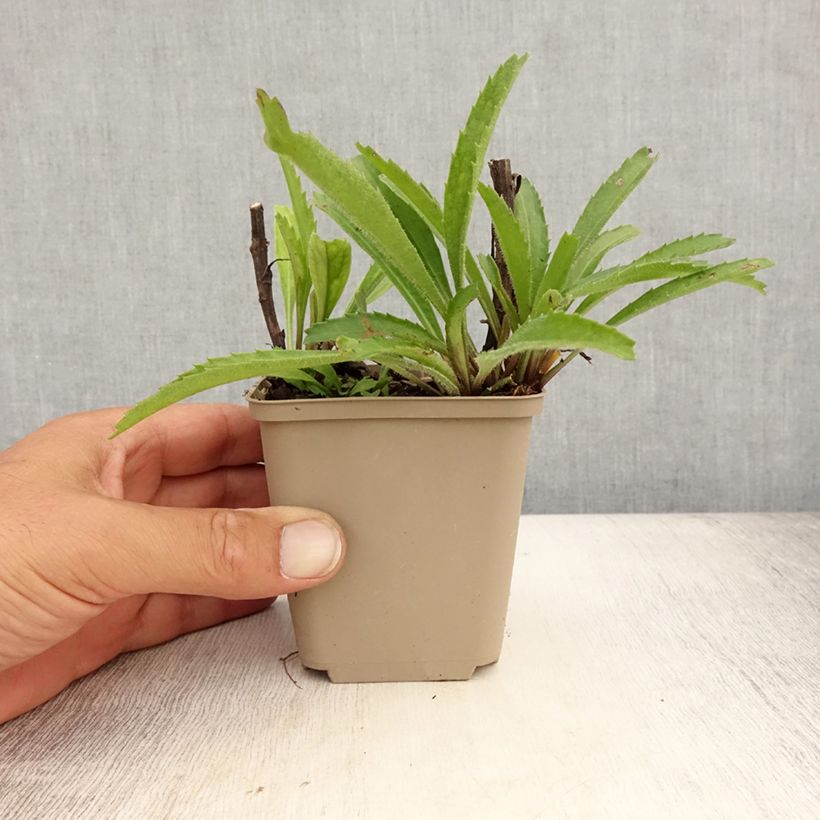 Exemplar von Großblumige Margerite Real Neat - Leucanthemum Kleine Töpfe von 8/9 cm wie im Sommer geliefert