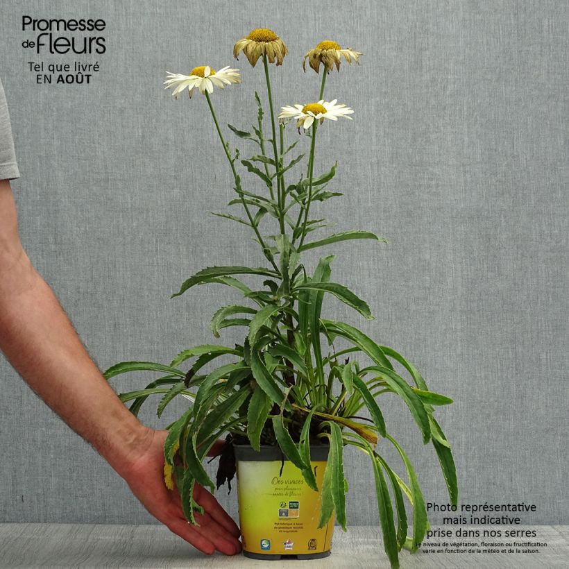 Exemplar von Großblumige Margerite Broadway lights - Leucanthemum Topf mit 2L/3L wie im Sommer geliefert