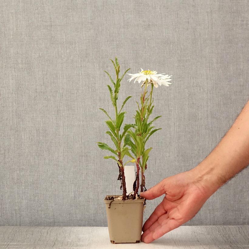 Exemplar von Großblumige Margerite Real Glory - Leucanthemum Kleine Töpfe von 8/9 cm wie im Sommer geliefert