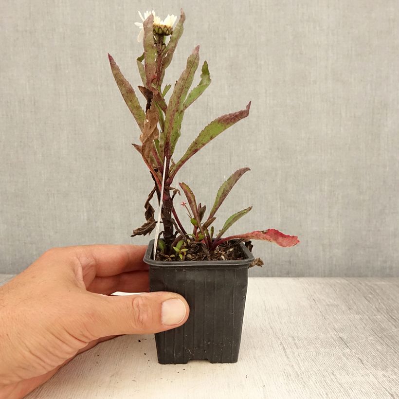 Exemplar von Großblumige Margerite Brightside - Leucanthemum Kleine Töpfe von 8/9 cm wie im Sommer geliefert