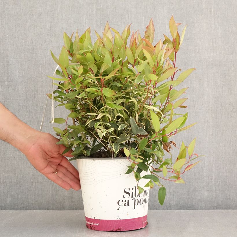 Exemplar von Traubenheide Color Diamond - Leucothoe fontanesiana Topf mit 4L/5L wie im Sommer geliefert