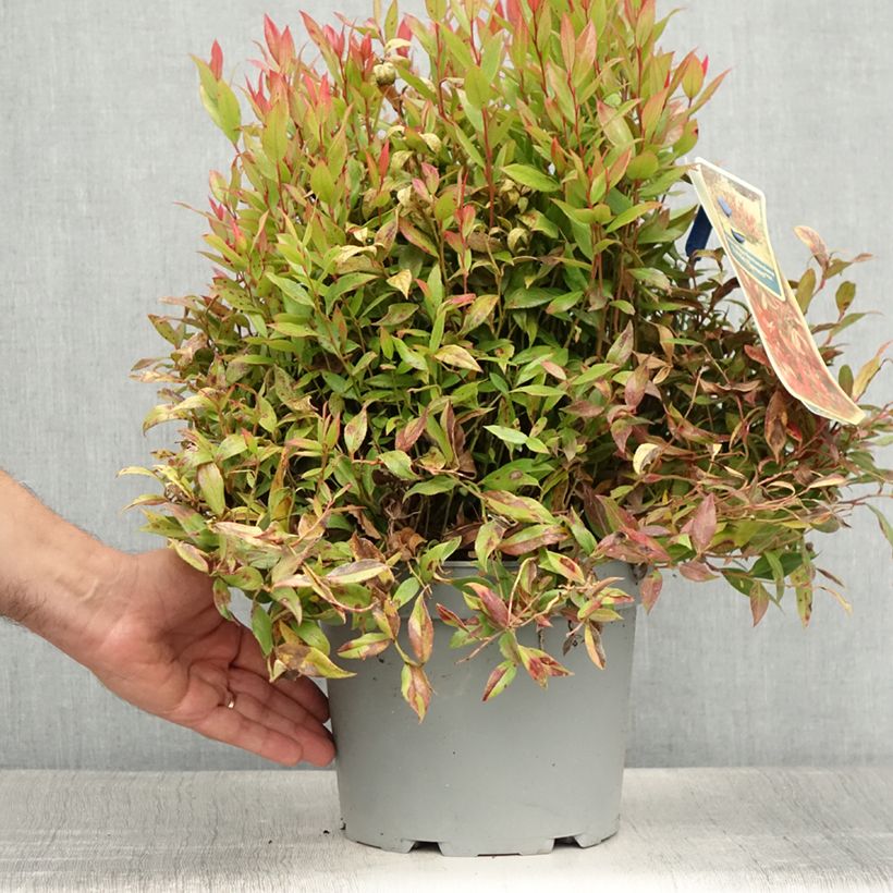 Exemplar von Traubenheide Little Flames - Leucothoe fontanesiana Topf mit 4L/5L wie im Sommer geliefert