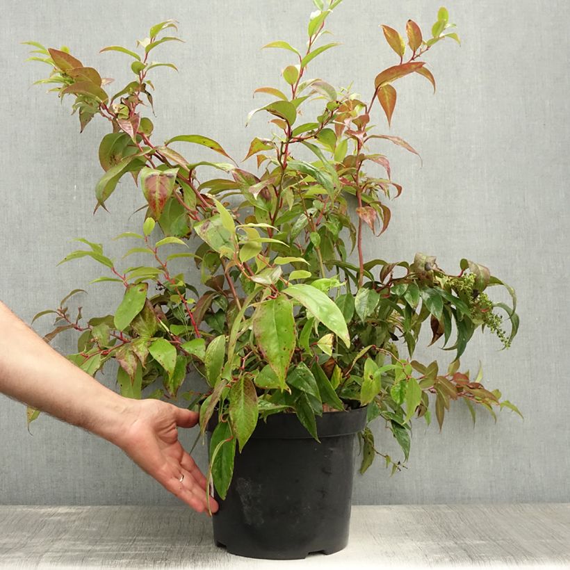 Exemplar von Traubenheide Rainbow - Leucothoe fontanesiana Topf mit 7,5L/10L wie im Sommer geliefert