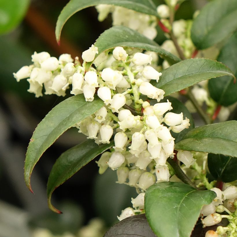 Traubenheide Dark Diamond - Leucothoe fontanesiana (Blüte)