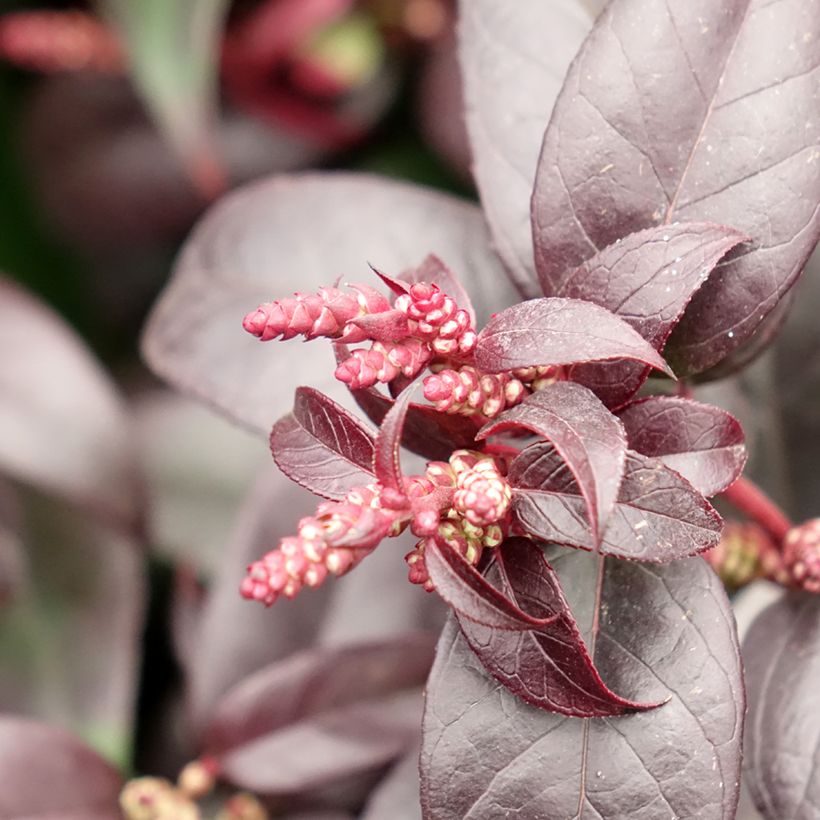 Traubenheide Dark Diamond - Leucothoe fontanesiana (Blüte)