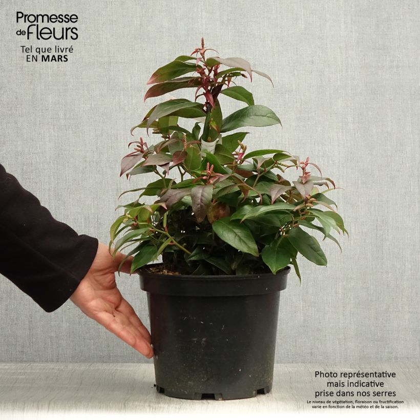 Exemplar von Traubenheide Dark Diamond - Leucothoe fontanesiana Topf mit 4L/5L wie im Frühjahr geliefert