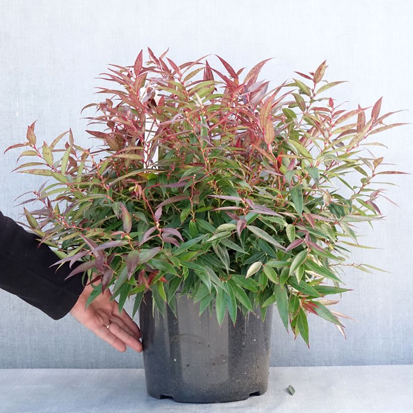 Exemplar von Traubenheide Burning Love - Leucothoe keiskei Topf mit 7,5L/10L wie im Winter geliefert