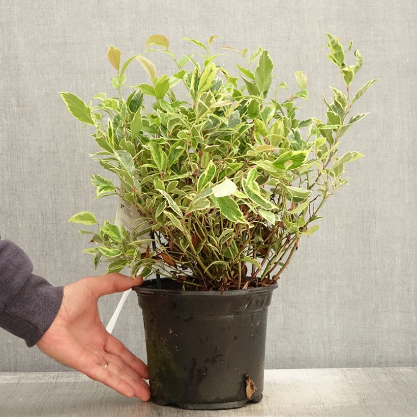 Exemplar von Traubenheide Firestar - Leucothoe walteri Topf mit 2L/3L wie im Herbst geliefert