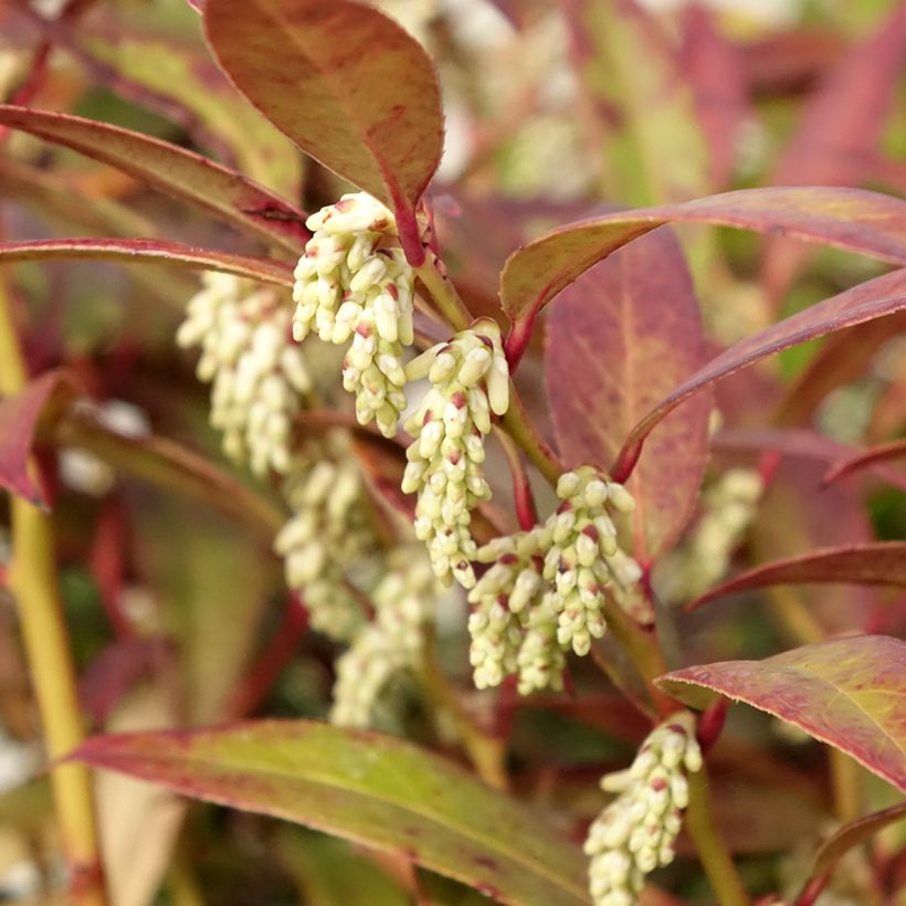 Traubenheide Royal Ruby - Leucothoe walteri (Blüte)