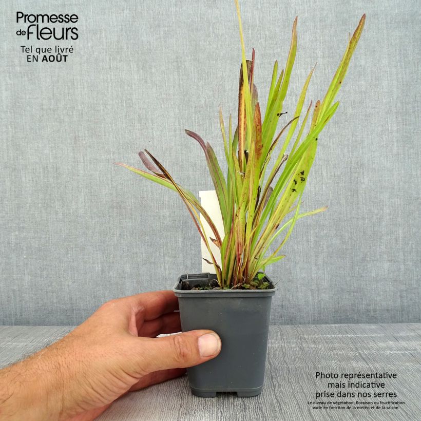Exemplar von Liatris ligulistylis - Prachtscharte Kleine Töpfe von 8/9 cm wie im Sommer geliefert