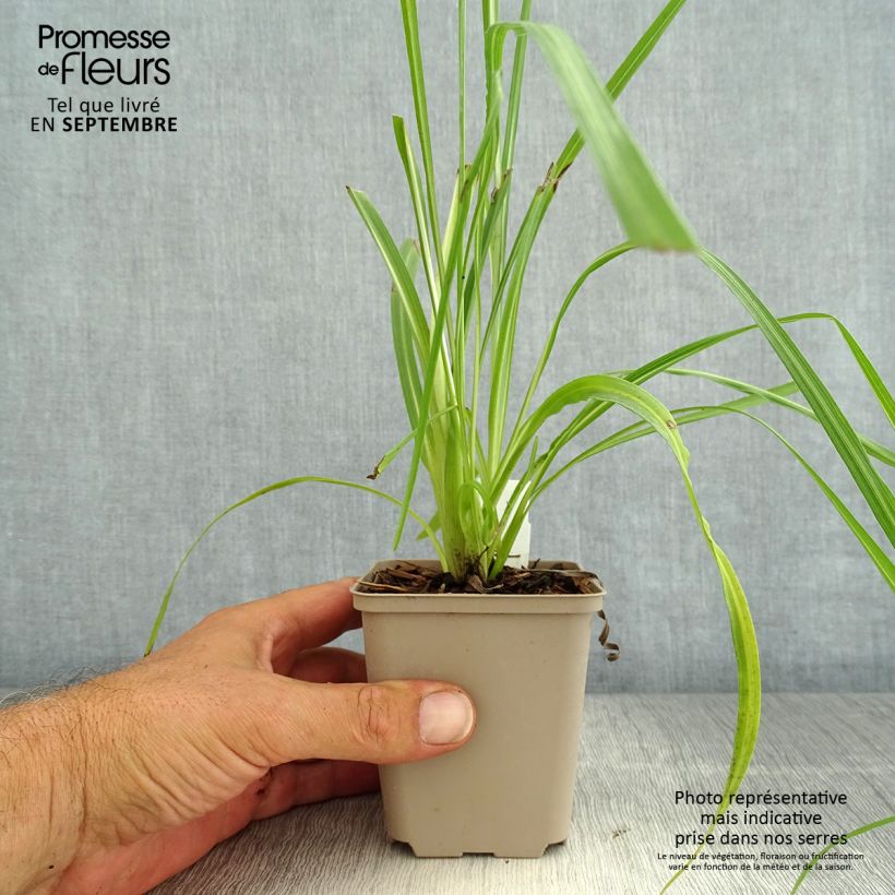 Exemplar von Liatris pycnostachya - Prachtscharte Kleine Töpfe von 8/9 cm wie im Sommer geliefert