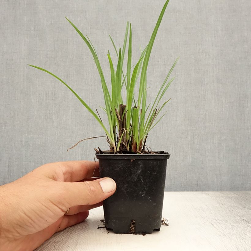 Exemplar von Ährige Prachtscharte - Liatris spicata Kleine Töpfe von 8/9 cm wie im Sommer geliefert