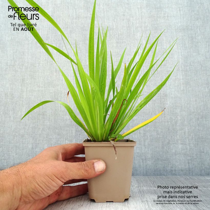 Exemplar von Libertia formosa Kleine Töpfe von 8/9 cm wie im Sommer geliefert