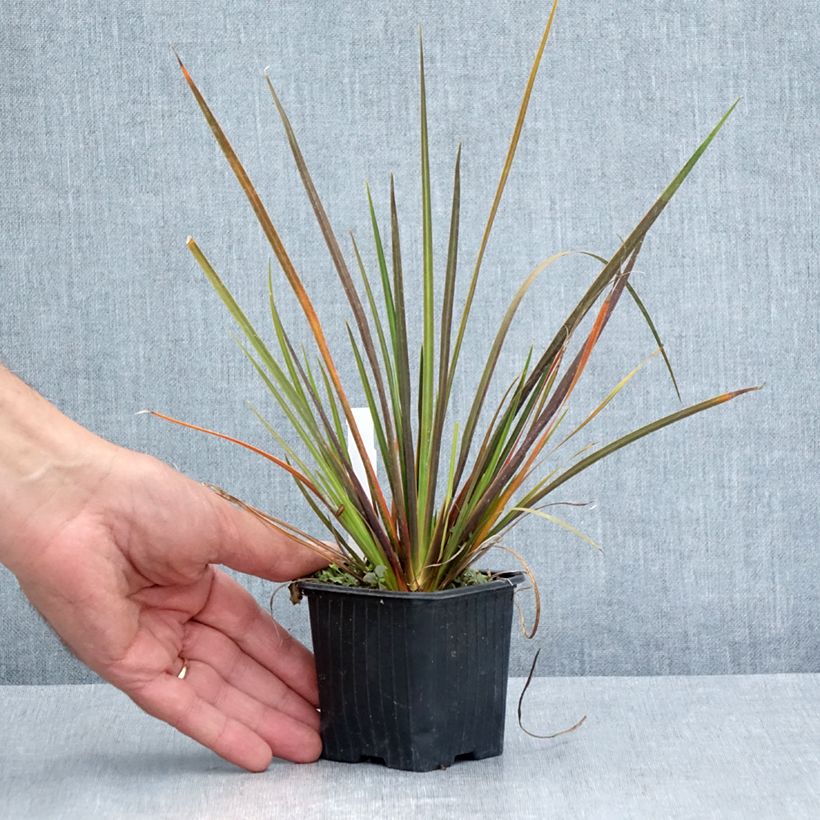 Exemplar von Libertia ixioides Taupo Sunset Kleine Töpfe von 8/9 cm wie im Sommer geliefert