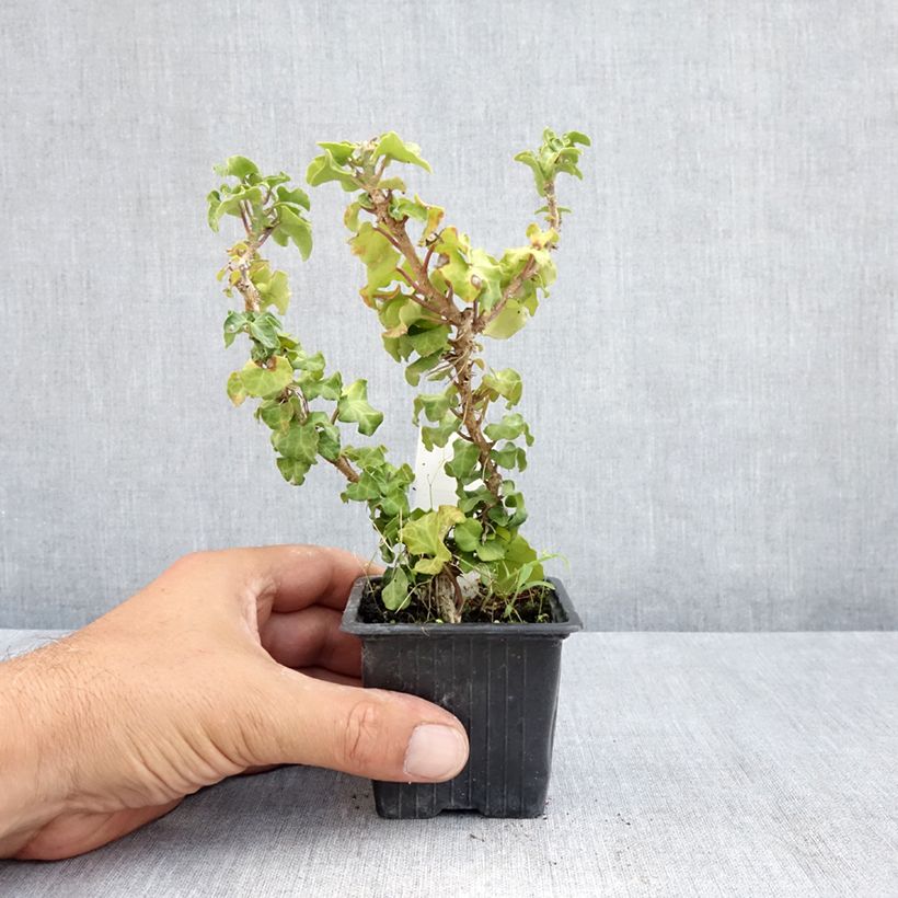 Exemplar von Efeu Conglomerata - Hedera helix  Kleine Töpfe von 8/9 cm wie im Sommer geliefert