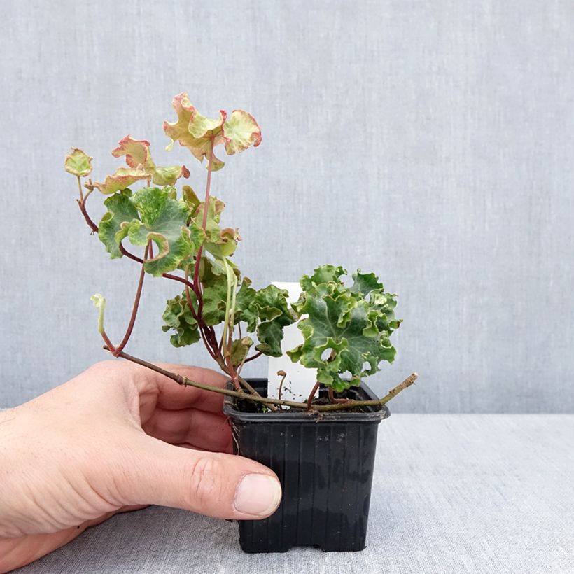 Exemplar von Efeu Clotted Cream - Hedera helix  Kleine Töpfe von 8/9 cm wie im Frühjahr geliefert