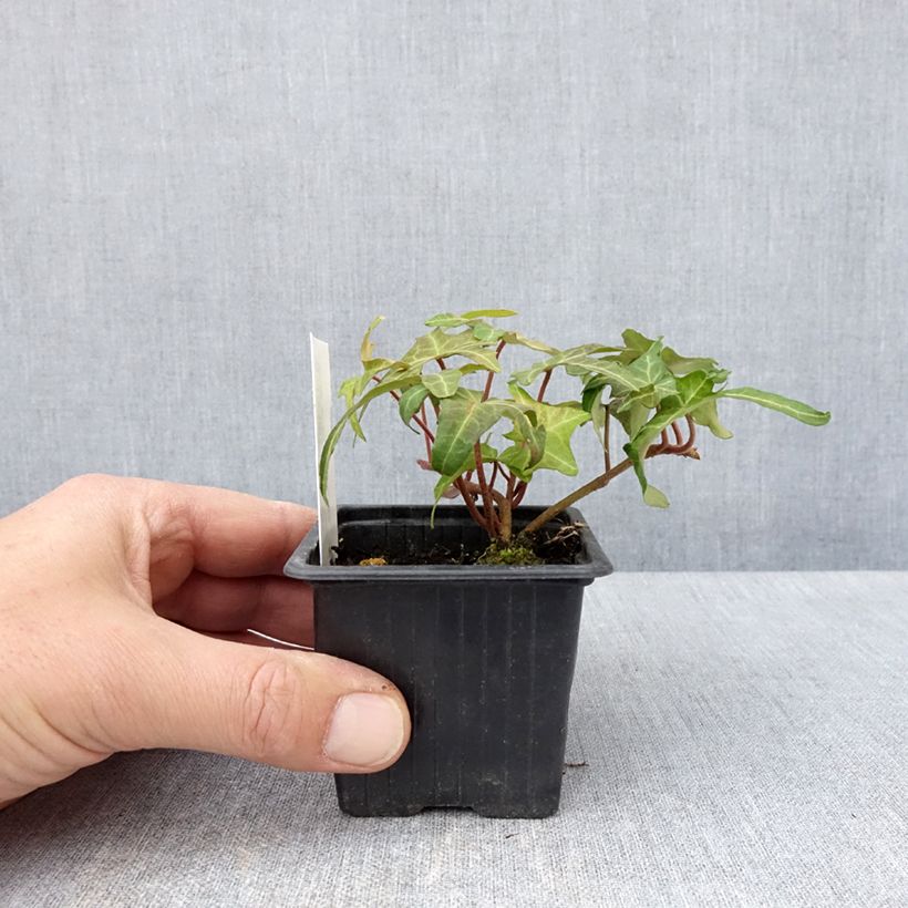 Exemplar von Efeu Courage - Hedera helix Kleine Töpfe von 8/9 cm wie im Frühjahr geliefert